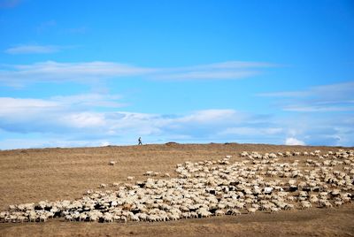 Flock of sheep on landscape against blue sky