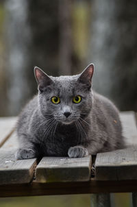 Portrait of black cat relaxing outdoors