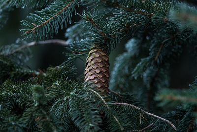 Close-up of pine tree