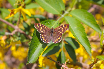 Close-up of butterfly on leaves