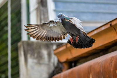 Close-up of bird flying