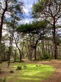 Trees in forest