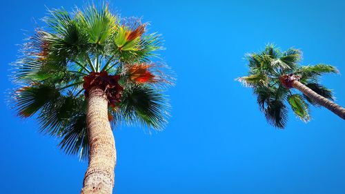 Low angle view of coconut palm tree against blue sky