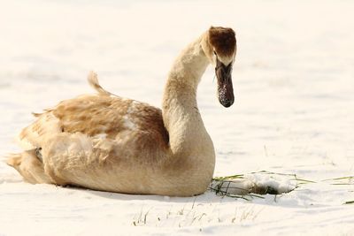 Close-up of swan on lake