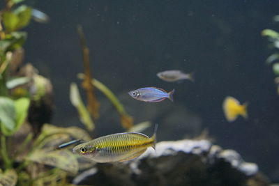 Fish swimming in sea