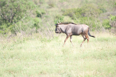 Horse in a field