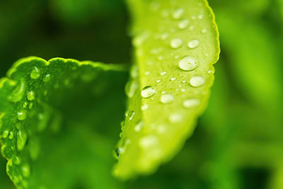 Close-up of water drops on leaf