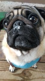 Close-up portrait of dog