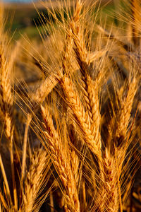 Close-up of wheat growing on field