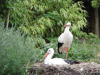 Storks on nest against trees