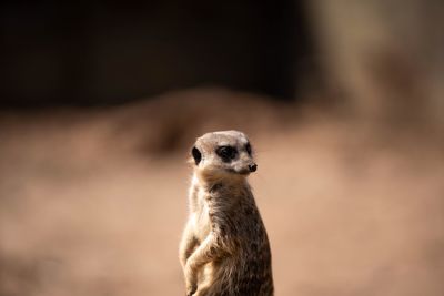 Close-up of an animal looking away