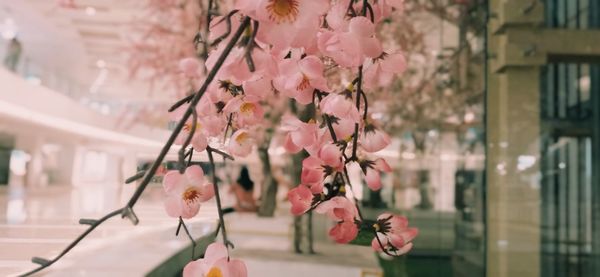 Close-up of pink cherry blossom tree