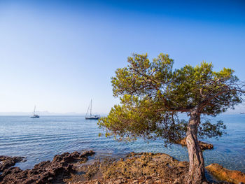 Scenic view of sea against clear sky