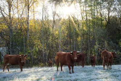 Horses standing in a field