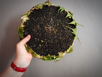 Close-up of hand holding sunflower 