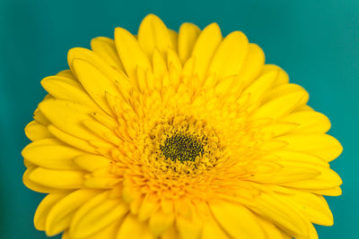 Close-up of yellow flower