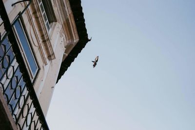 Low angle view of bird flying against sky