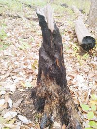 High angle view of tree trunk on field