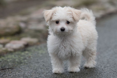 Close-up portrait of dog