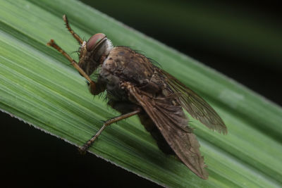 Close-up of butterfly on leaf