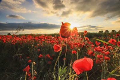 Close-up of yellow flowering plants on field against sky during sunset