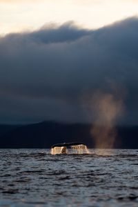 Whale swimming in sea against cloudy sky during sunset