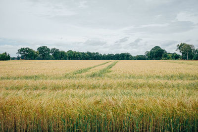 Scenic view of agricultural field against sky