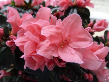 Close-up of flowers blooming outdoors