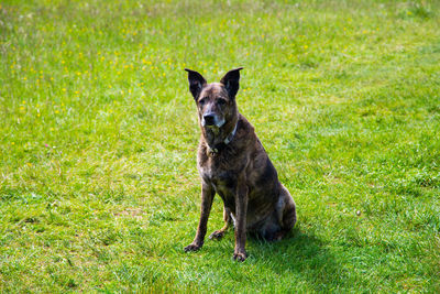 Portrait of a dog on field