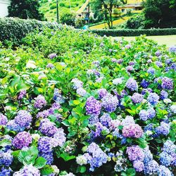 Flowers blooming outdoors