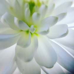 Close-up of white flowering plant