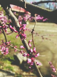 Close-up of pink flowers blooming on tree