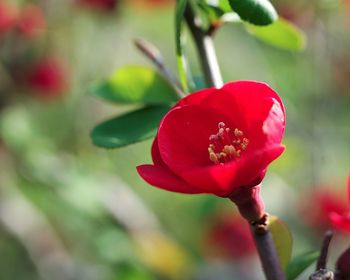 Close-up of red rose flower bud