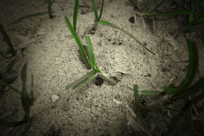 Close-up of plant growing on land