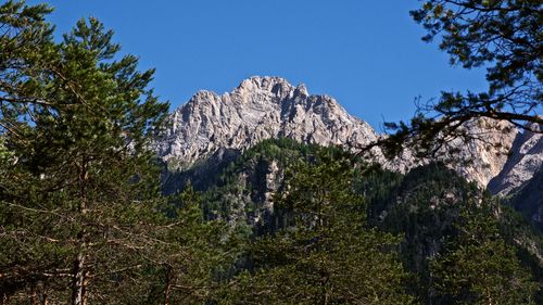 Pine trees on landscape against clear blue sky