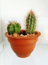 Close-up of cactus plant
