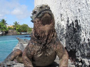 Close up iguana , having a sunbath