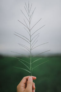 Close-up of hand holding plant against clear sky