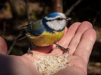 Blue titmouse sitting in hand eating ground almond