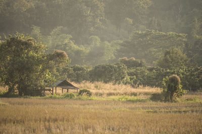 Plants on field against trees