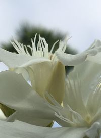 Close-up of flower
