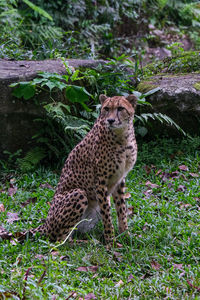 Cheetah standing on field