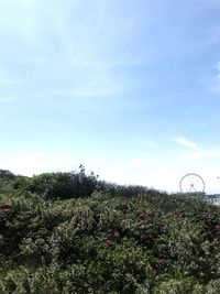 Scenic view of grassy field against sky