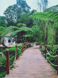 Footpath amidst trees