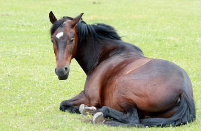 Horse on field