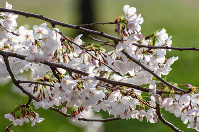 Close-up of cherry blossoms on tree