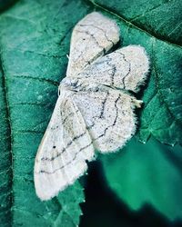 High angle view of butterfly on dry leaf