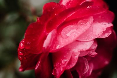 Close-up of wet pink rose