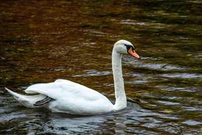 Swan swimming in lake