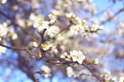 Low angle view of cherry blossoms in spring